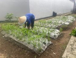 Lapas Majalengka Kembali Panen Kangkung, Wujud Nyata Dukung Program Ketahanan Pangan