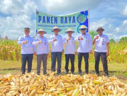 Dukung 13 Program Akselerasi Menteri IMIPAS, Kakanwil Ditjenpas NTT Pimpin Panen Raya Jagung di Lapas Kupang