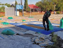 Babinsa Koramil 1407-17/Salomekko Bantu Petani Jemur Padi Gabah Guna Menjaga Kualitas