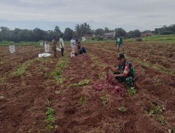 Babinsa Koramil Awangpone Kodim 1407/Bone Dampingi Petani Panen Ubi Jalar Di Desa Matuju