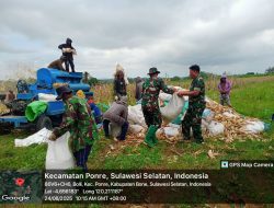 Babinsa Koramil 1407-10/Ponre Bantu Petani Merontok Jagung di wilayah binaan