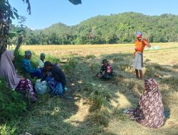 Babinsa Koramil 12/Cina Kodim 1407/Bone Laksanakan Komsos Dengan Petani Padi Di Desa Kanco