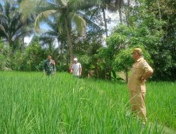 Babinsa Koramil 1407-08/Lamuru Terjun Langsung Dampingi Peninjauan Perkembangan Tanaman Padi Di Desa Sengengpalie