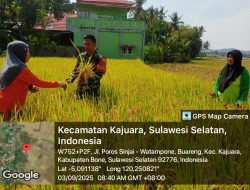 Babinsa Koramil 1407-18/Kajuara Bersama Penyuluh Pertanian Lakukan Pengambilan Ubinan Padi di Desa Buareng