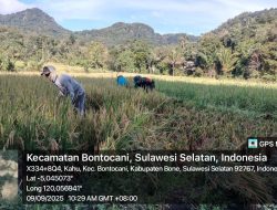 Babinsa Koramil 1407-20/Bontocani Turun Langsung Ke Sawah Bantu Petani Panen Padi