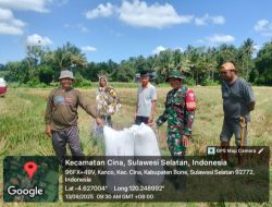 BABINSA KORAMIL 1407-12/CINA DAMPINGI PETANI PANEN PADI DI DESA KANCO