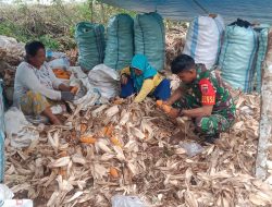 Babinsa Kodim 1407/Bone Koramil 05/Ulaweng Dampingi Petani Kupas Kulit Jagung Di Desa Teamusu