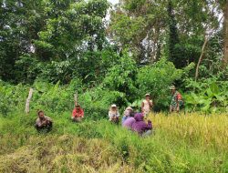 Babinsa Koramil 10/Ponre Dim 1407/Bone Laksanakan Komsos Dengan Petani Padi Di Desa Salebba