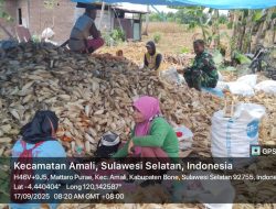 BABINSA KORAMIL 1407-05/ULAWENG SERKA ARWAN LAKSANAKAN PANEN JAGUNG BERSAMA WARGA DI DESA MATTAROPURAE