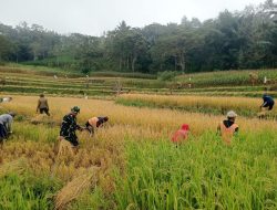Dukung Hanpangan, Babinsa Koramil 1407-20/Bontocani Turun Langsung Bantu Petani Panen Padi Di Desa Pammusureng