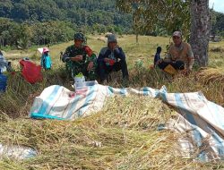 Babinsa Koramil Bontocani Kodim 1407/Bone Laksanakan Komsos Dengan Petani Saat Panen Padi