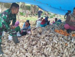 Babinsa Kodim 1407/Bone Koramil 05/Ulaweng-Amali Dampingi Panen Mengelupas Kulit Jagung Di Desa Mattaropurae