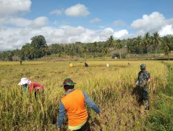 Babinsa Koramil 08/Lamuru Kodim 1407/Bone Bantu Petani Panen Padi Di Desa Massenrengpulu
