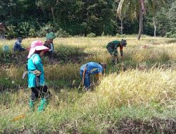 Babinsa Koramil 1407-20/Bontocani Dampingi Panen Padi Manual Bersama Petani Di Kelurahan Kahu