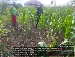 BABINSA KORAMIL 14/LIBURENG DAMPINGI PETANI TINJAU PERTUMBUHAN TANAMAN JAGUNG DI DESA POLEONRO