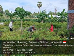 BABINSA KORAMIL 05/ULAWENG DAMPINGI PETANI PANEN CABAI DI DESA GALUNG