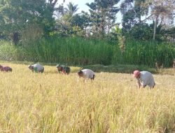 Perkuat Hanpangan, Babinsa Koramil 20/Bontocani Kodim 1407/Bone Bantu Petani Panen Padi