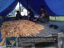 Usai Panen Babinsa Koramil 14/Libureng Kodim 1407/ Bone Bantu Petani Kupas Kulit Jagung