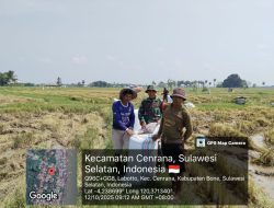 Babinsa Koramil 1407-03/Cenrana Perkuat Ketahanan Pangan Dengan Dampingi Petani