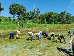 Babinsa Koramil 1407-20/Bontocani Gotong Royong Tanam Padi Bersama Petani, Wujud Nyata Dukung Ketahanan Pangan
