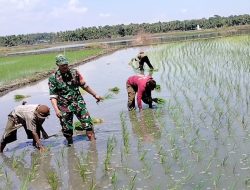 Wujud Nyata Kemanunggalan, Babinsa Koramil 1407-03/Cenrana Turun Ke Sawah Bantu Warga Awang Cenrana