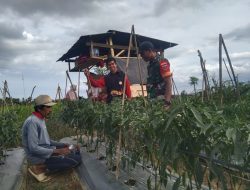 Babinsa Koramil 1407-18/Kajuara Pastikan Pasokan Cabai Aman Melalui Pendampingan Intensif Di Desa Abbumpungeng