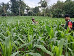 Perangi Hama Tanaman, Babinsa Koramil 05/Ulaweng Kodim 1407/Bone Pastikan Jagung Petani Amali Sehat