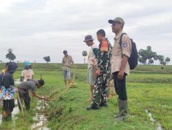 Wujudkan Kemanunggalan Di Sawah, Babinsa Koramil 1407-06/Awangpone Dampingi Petani Paccing Atasi Hama