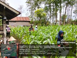 Inspiratif! Babinsa Koramil 1407-05/Ulaweng Turun Ke Sawah Bantu Warga Pupuk Jagung