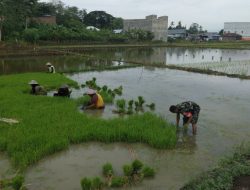 Babinsa Koramil 02/Dua Boccoe Kodim 1407/Bone Pastikan Proses Tanam Padi Di Dusun 1 Berjalan Lancar