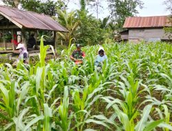 Dukung Swasembada Pangan, Babinsa Kodim 1407/Bone Koramil 05/Ulaweng Kawal Perawatan Tanaman Jagung