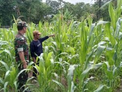 Kawal Swasembada Pangan, Babinsa Koramil 1407-14/Libureng Pantau Langsung Pertumbuhan Jagung Di Mattiro Deceng