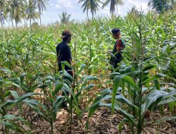 Pastikan Pertumbuhan Maksimal, Babinsa Koramil 05/Ulaweng Pantau Langsung Kualitas Tanaman Jagung Warga