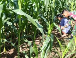 Kawal Swasembada Pangan, Babinsa Koramil 1407-14/Libureng Pantau Langsung Pertumbuhan Jagung Di Desa Mario