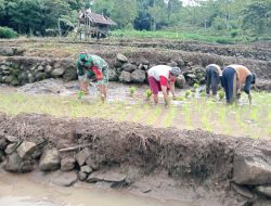 Tak Segan Berkubang Lumpur, Babinsa Koramil 1407-20/Bontocani Bantu Petani Pammusureng Tanam Padi