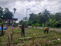Optimalkan Hasil Panen, Babinsa Koramil 1407-05/Ulaweng Turun Langsung Bantu Pemeliharaan Lahan Jagung