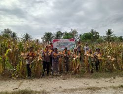 Sinergi Lintas Sektor, Babinsa Koramil 1407-02/Dua Boccoe Dampingi Panen Raya Jagung Di Desa Padacenga