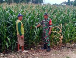 Babinsa Koramil 1407-05/Ulaweng Turun Ke Ladang : Kawal Kesuksesan Petani Jagung Di Wilayah Binaannya
