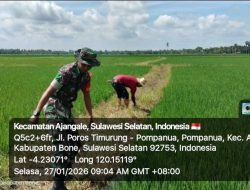 Babinsa Koramil 1407-01/Ajangale Bantu Warga Laksanakan Pemeliharaan Tanaman Padi Di Kelurahan Pompanua