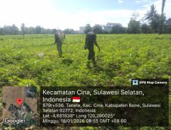 Dukung Swasembada Pangan, Babinsa Koramil 12/Cina Kawal Penyiapan Lahan Jagung Warga