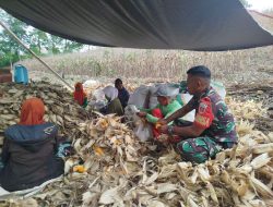 Babinsa Ulaweng Riaja Koramil 1407-05/Ulaweng Dampingi Panen Jagung, Wujud Nyata Ketahanan Wilayah