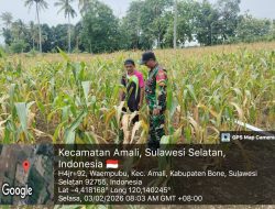 Pantau Pertumbuhan Jagung, Babinsa Ulaweng-Amali Dampingi Petani Pakkasalo Menuju Panen Raya