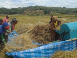 Kawal Panen Padi, Babinsa Koramil 1407-16/Tonra Pastikan Ketahanan Pangan Di Desa Muara Tetap Tangguh