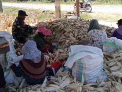 Wujud Manunggal TNI-Rakyat, Babinsa Koramil 1407-02/Dua Boccoe Dampingi Petani Jagung Di Dusun Kampung Baru