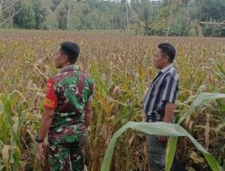 Upaya Babinsa Koramil 1407-05/Ulaweng Kodim Bone Tingkatkan Produktivitas Jagung Melalui Pemantauan Rutin