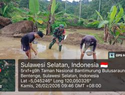 Perkuat Ketahanan Lokal, Babinsa Koramil 20/Bontocani Dampingi Petani Tanam Padi