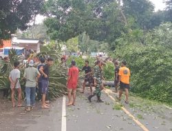Pohon Tumbang Tutup Jalan, Babinsa Awangpone Kodim Bone Dan Warga Jaling Gerak Cepat Evakuasi