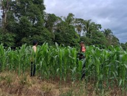 Babinsa Libureng Kodim 1407/Bone Pastikan Tanaman Jagung Warga Tappale Tumbuh Maksimal