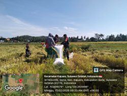 Babinsa Koramil 1407-18/Kajuara Kodim Bone Dampingi Petani Panen Padi Di Desa Gona
