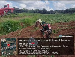 Optimalkan Hasil Bumi, Babinsa Koramil 1407-06/Awangpone Dampingi Petani Ubi Jalar Dusun Palattae